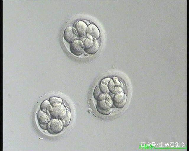 潮州泰国试管婴儿